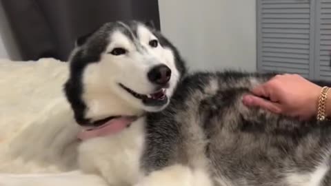 Husky tried to eating his fuff