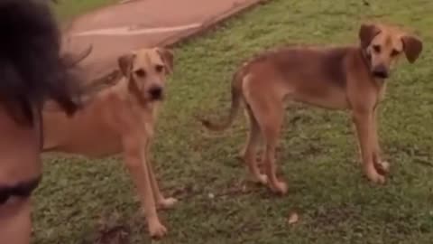 very funny cat and dogs compilation/😂😂😂😂😂😂😂/ #short