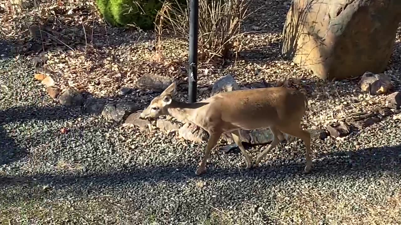 Deer 🦌 NW NC at The Treehouse 🌳 Lady and the crew enjoying a 70° day