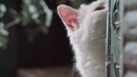 Clever cats, sweet cats, must watch