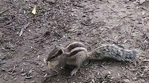 A cute squal eat a chips 🥹