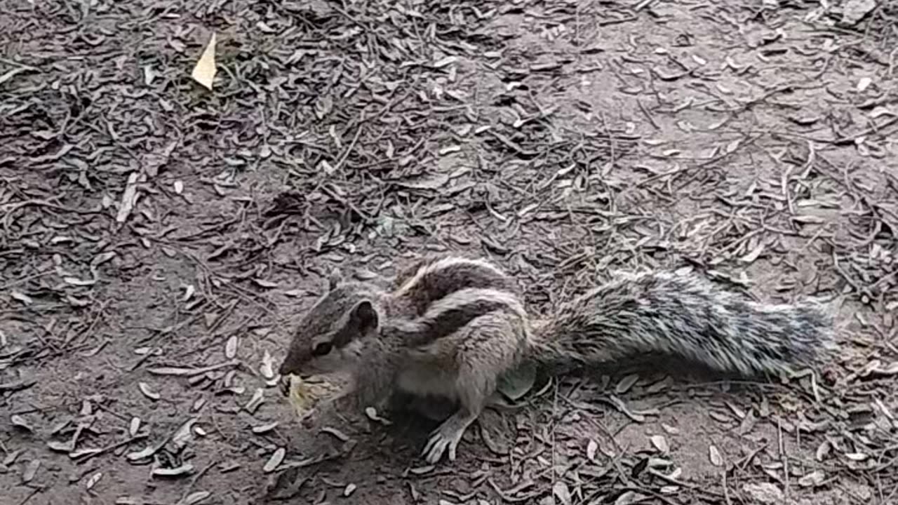 A cute squal eat a chips 🥹