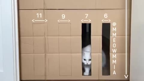 Mia and Reducing passage🤍 How thin can she be?🐾 It was a huge jump 🙀