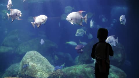 little boy watching the fishes in an aquarium