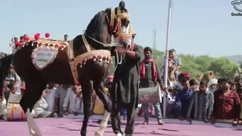 DANCE OF HORSE