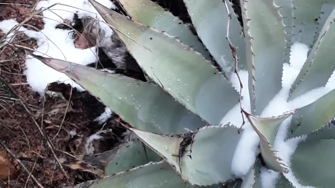 Tonto National Forest Water Wheel trail in a snowy Valentines Day 2023