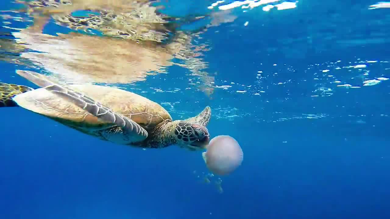 Turtle Eats Jellyfish