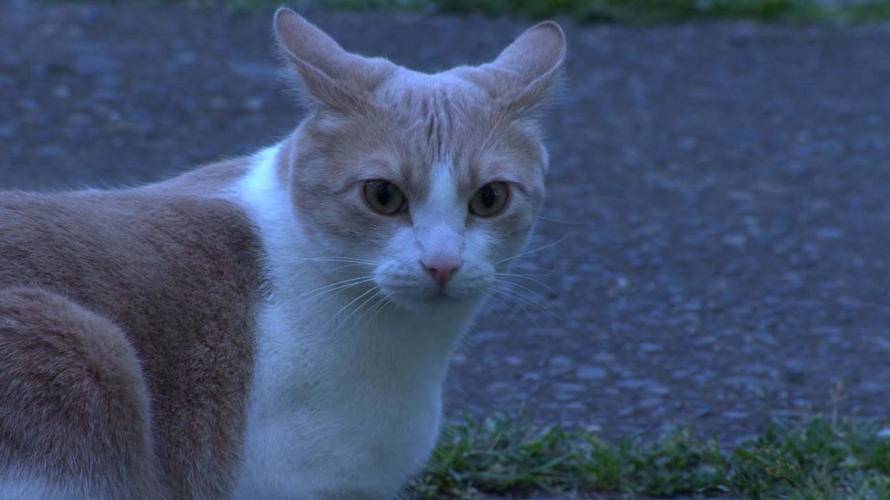 A beautiful cat in front of a cat looking at the camera