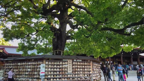 Meiji Jingu Unveiled: Tokyo's Hidden Shrine