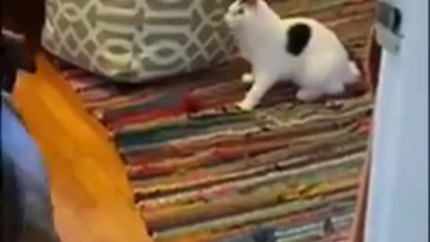 funny animal video no 2