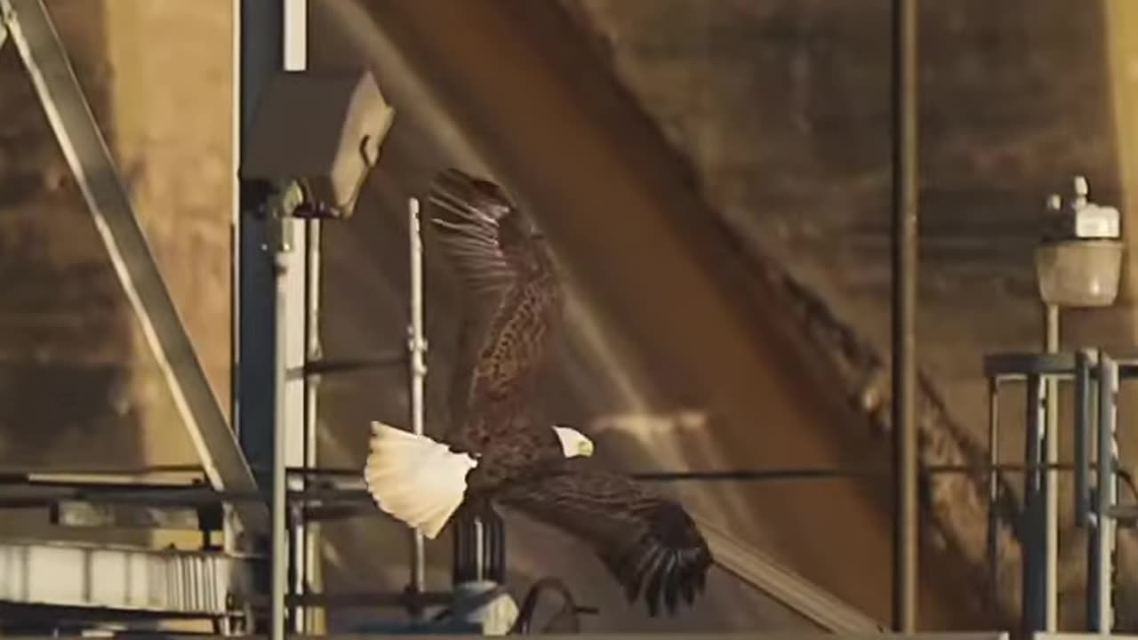 Eagle attack viral video...