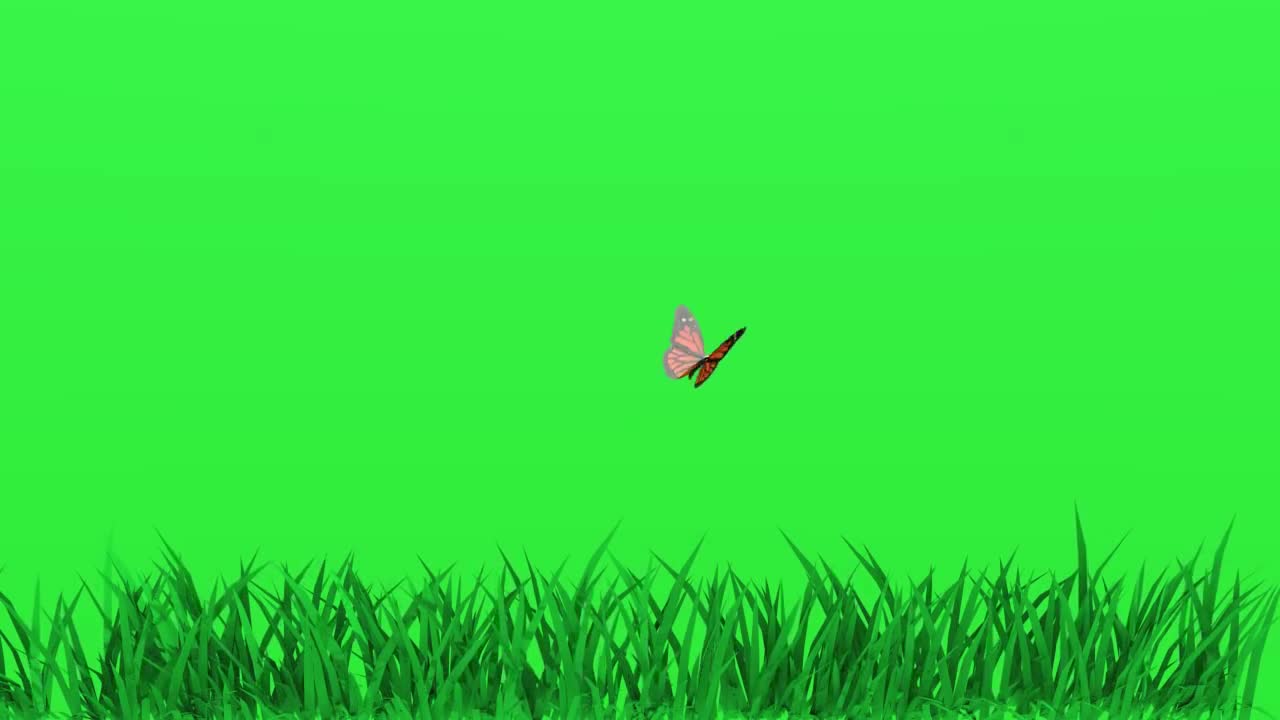 Butterfly green screen effect