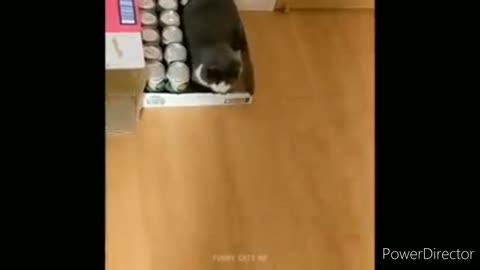 Funniest. Cats video 2022