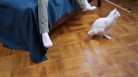 Cat play