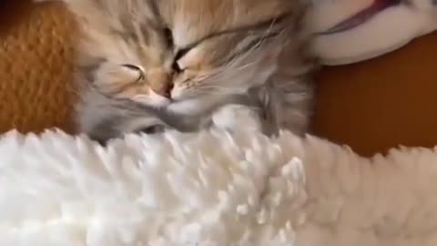 Cute cat sleeping