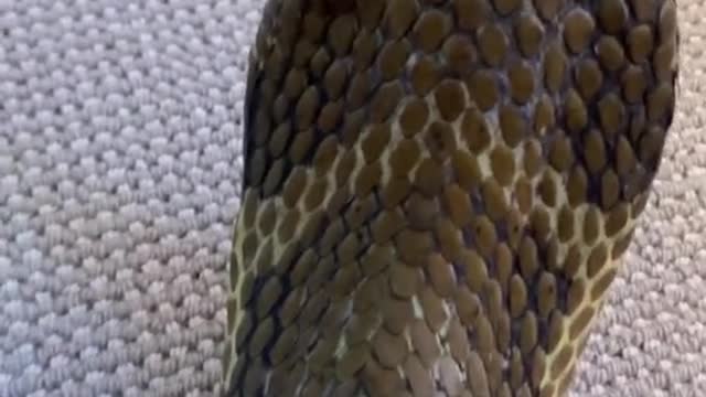 This king cobra did not want a backscratch.