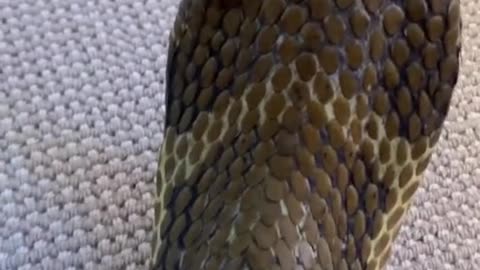 This king cobra did not want a backscratch.