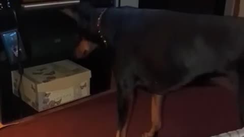 Doberman on the Hunt for a Fly!