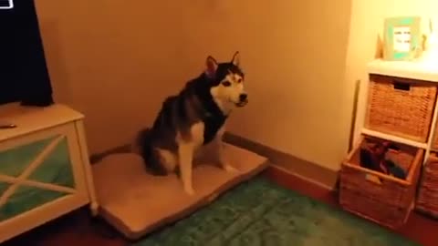 Funny dog Husky sneezing