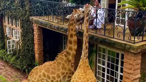 would also one morning wake up in the hotel and feed the giraffes