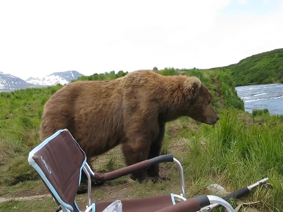 bear sits next to guy