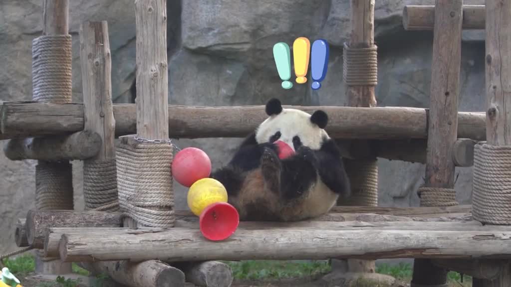 How happy the pandas are playing