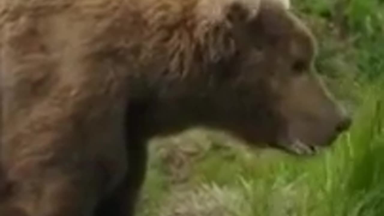 In the animal world - Russian bear on a fishing trip - TikTok #shorts