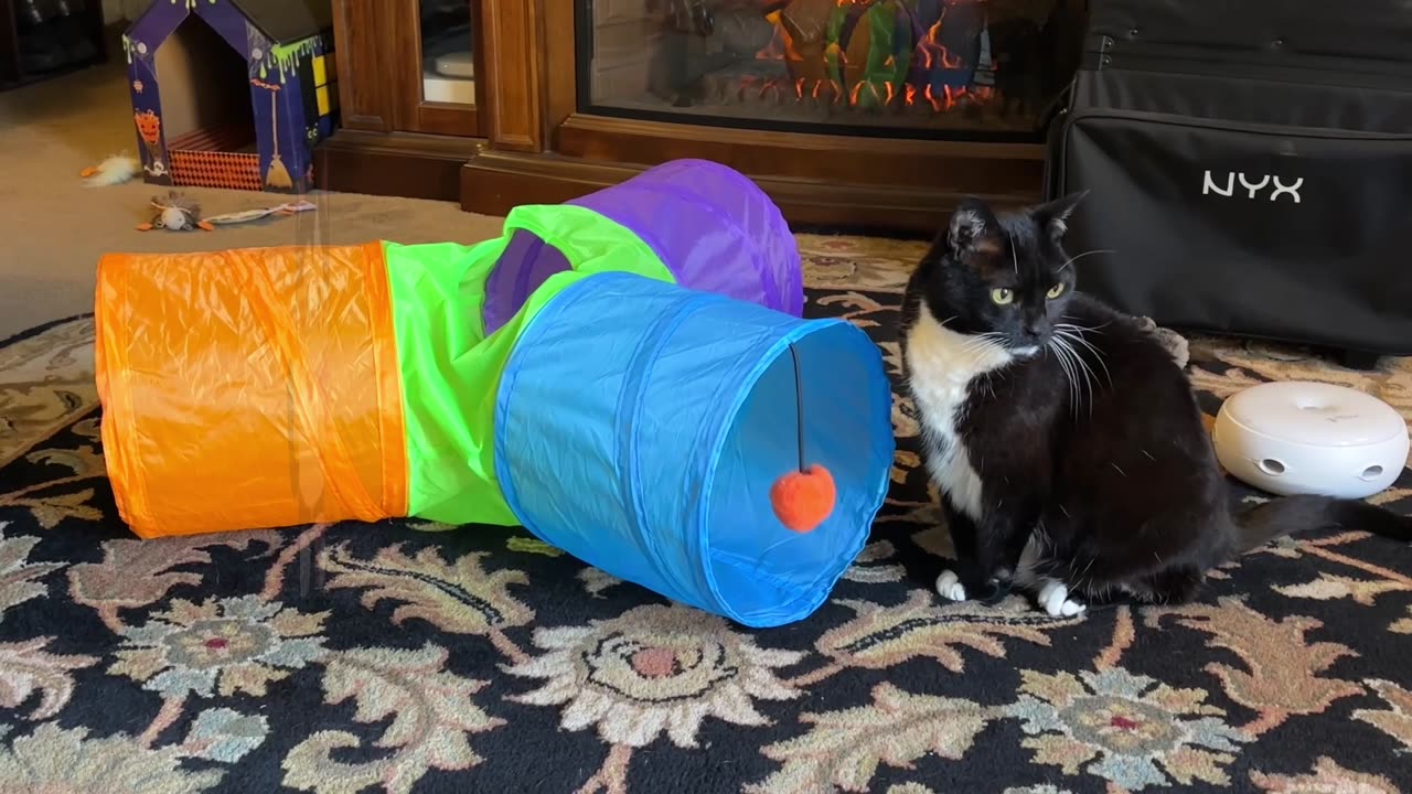 Xena Baby Girl loves her new rainbow tunnel! #cat #catlover #catsofrumble #pets #catdaddy #funny