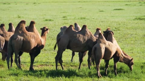 Ultimate Wild Animals Collection in 8K ULTRA HD _ 8K TV