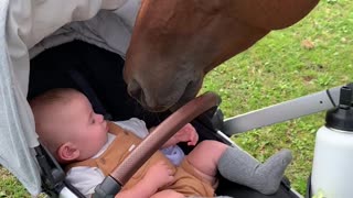 Baby Boy Meets Horse for the First Time