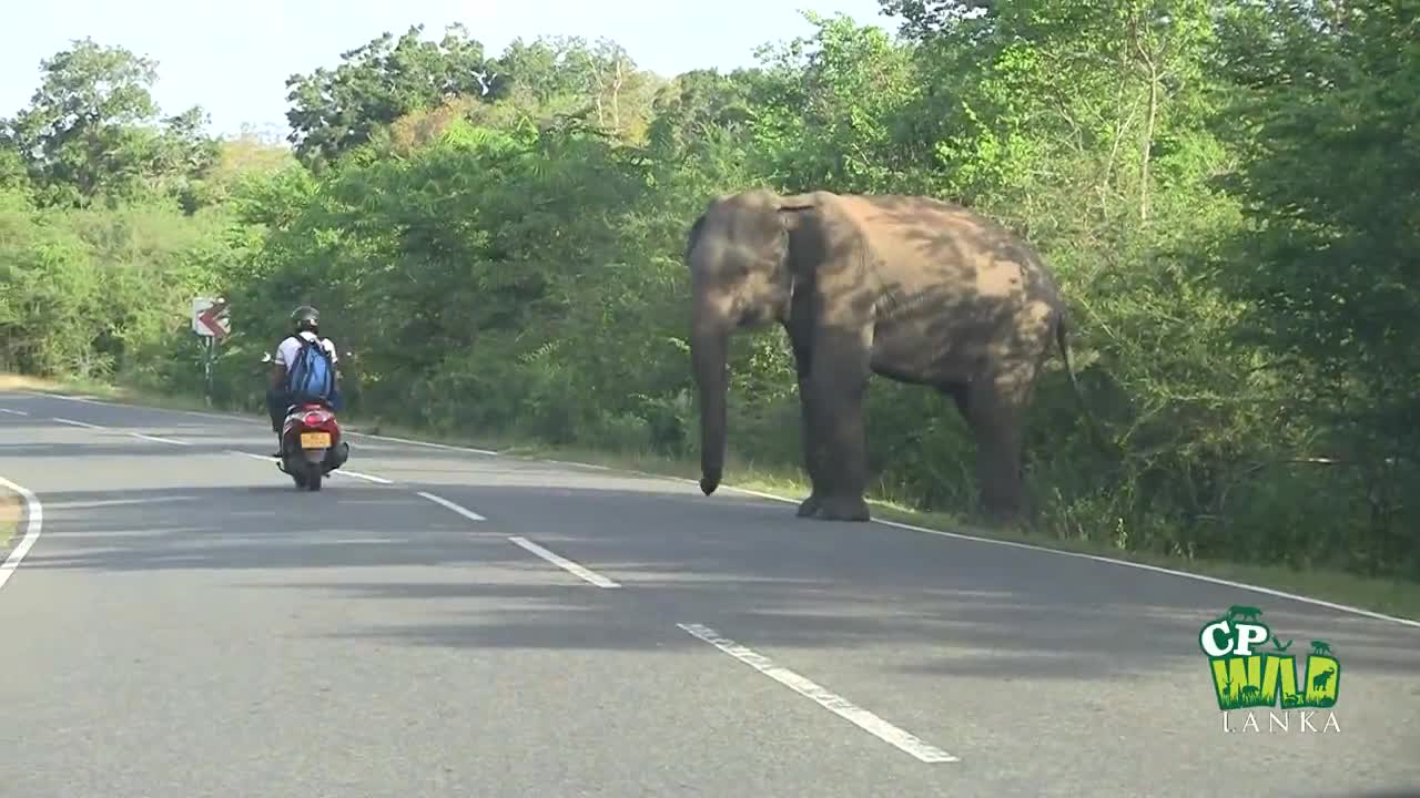 Episode #06 Crazy Elephant road cross Viral Video