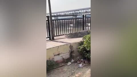 Massive crocodile climbs out of canal in India