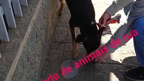 Ajudando animaiszinhos de rua 🐕🐕 #animais #resgates #animals