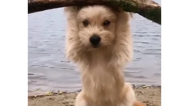 Tiny puppy_ baby Dog funny and cute videos_ Dog Friendship