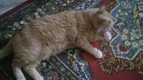 Cat Motya, who weighs 20 kilograms, washes his face.