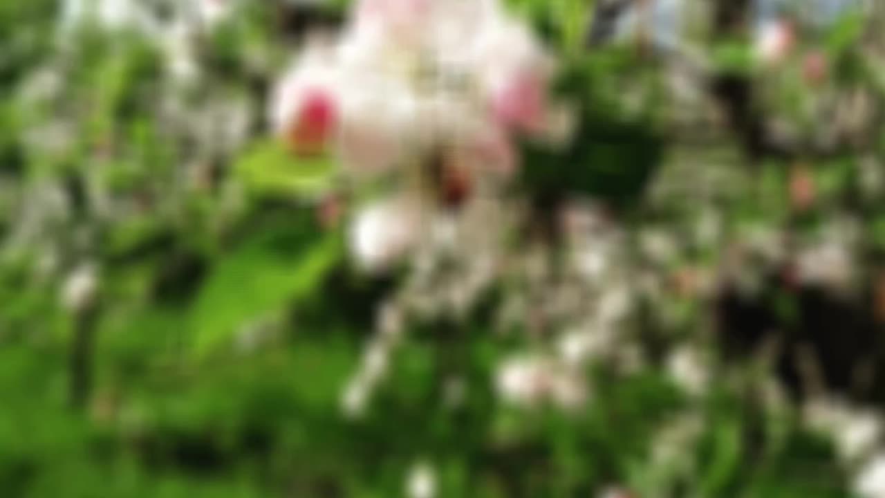 Spring Blossoms
