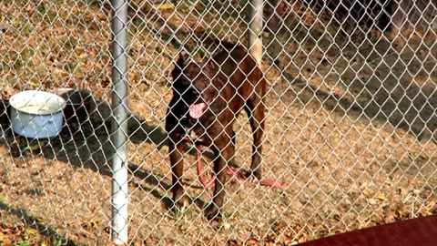 DOGS_BARKING%21%21_Angry_Dogs___Real_Guard_Dogs___Defending_You)