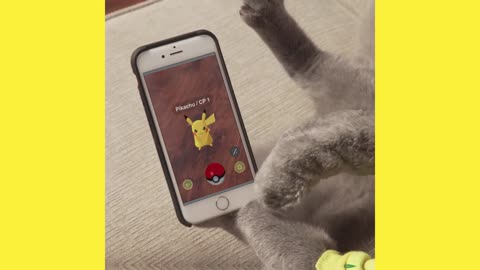 When Cats Play Pokemon Go