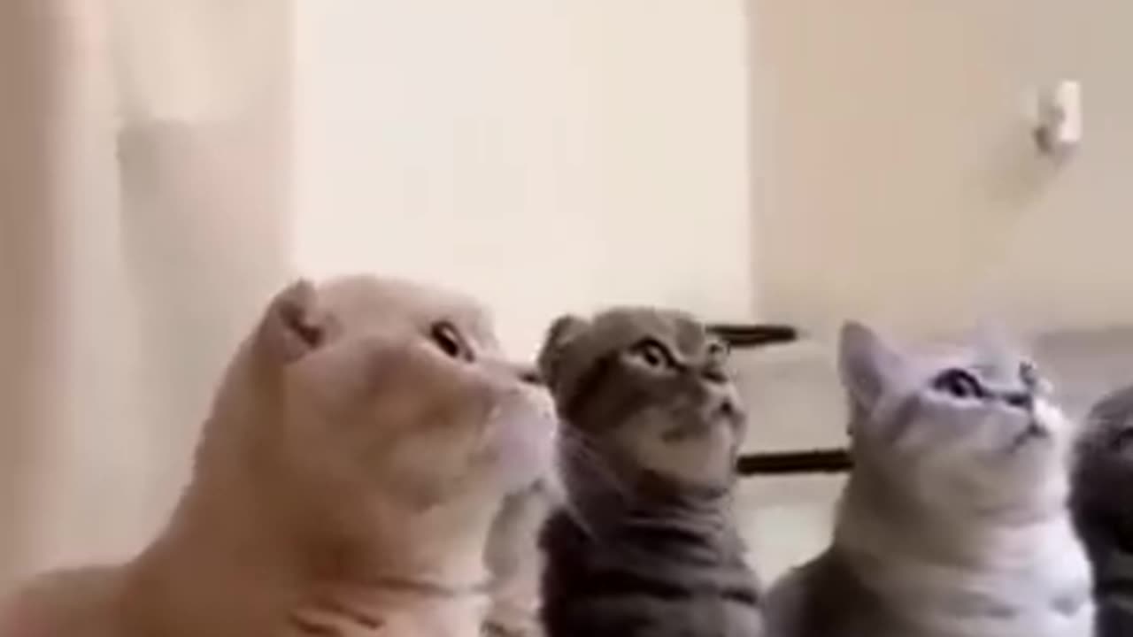 funny cats