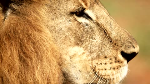 Close up lion turns head 4K-Close-Up To The Jungle King