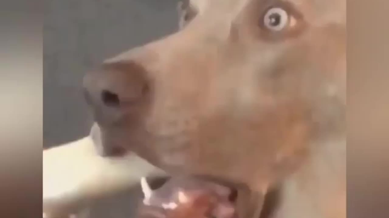 Funny animals 😂😂