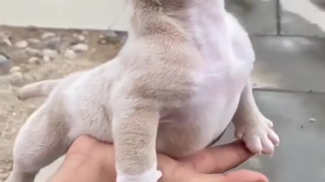 Cute dog video