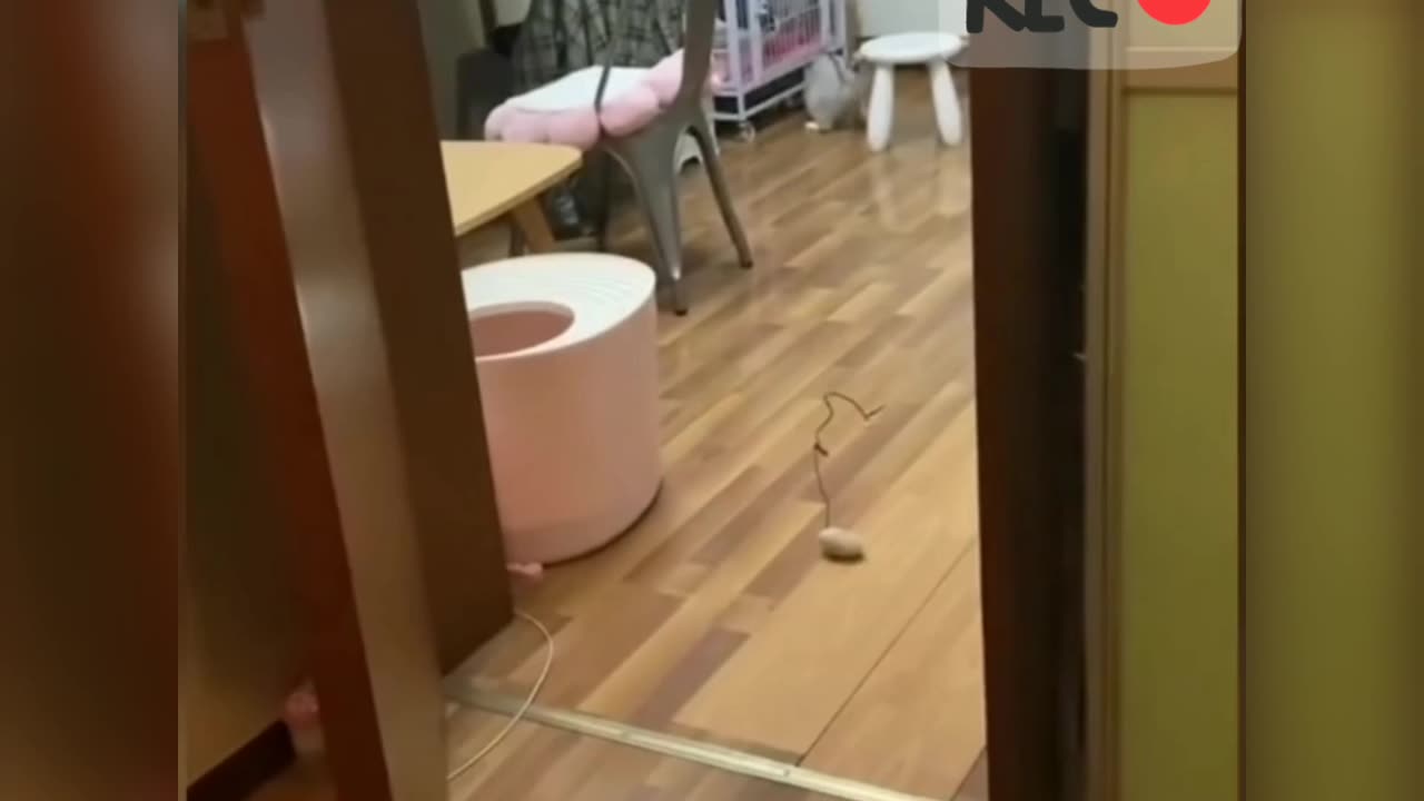 Cat funny video!