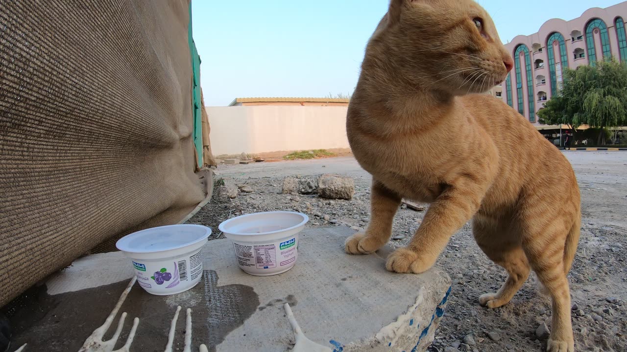 ED SHEERAN - Homeless cat in Ras Al Khaimah, UAE #cat #cats #EdSheeran #emirates #pet #ae #UAE #pets