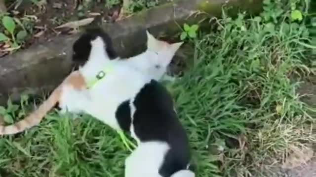 Cute Puppy Playing With Cute Kitten