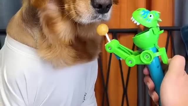 Dog funny style