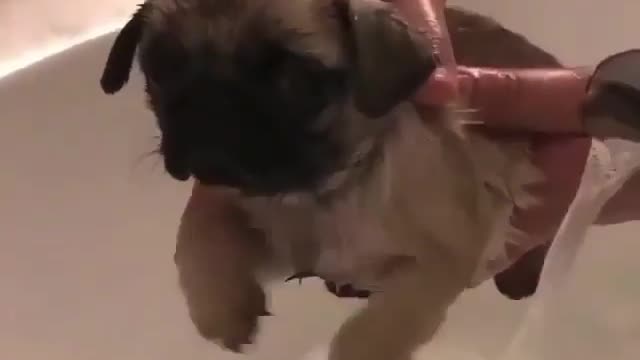 cutest pug puppy trying to swim while taking a bath