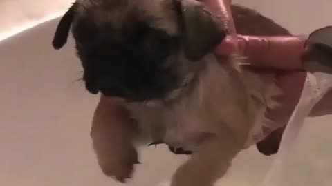 cutest pug puppy trying to swim while taking a bath