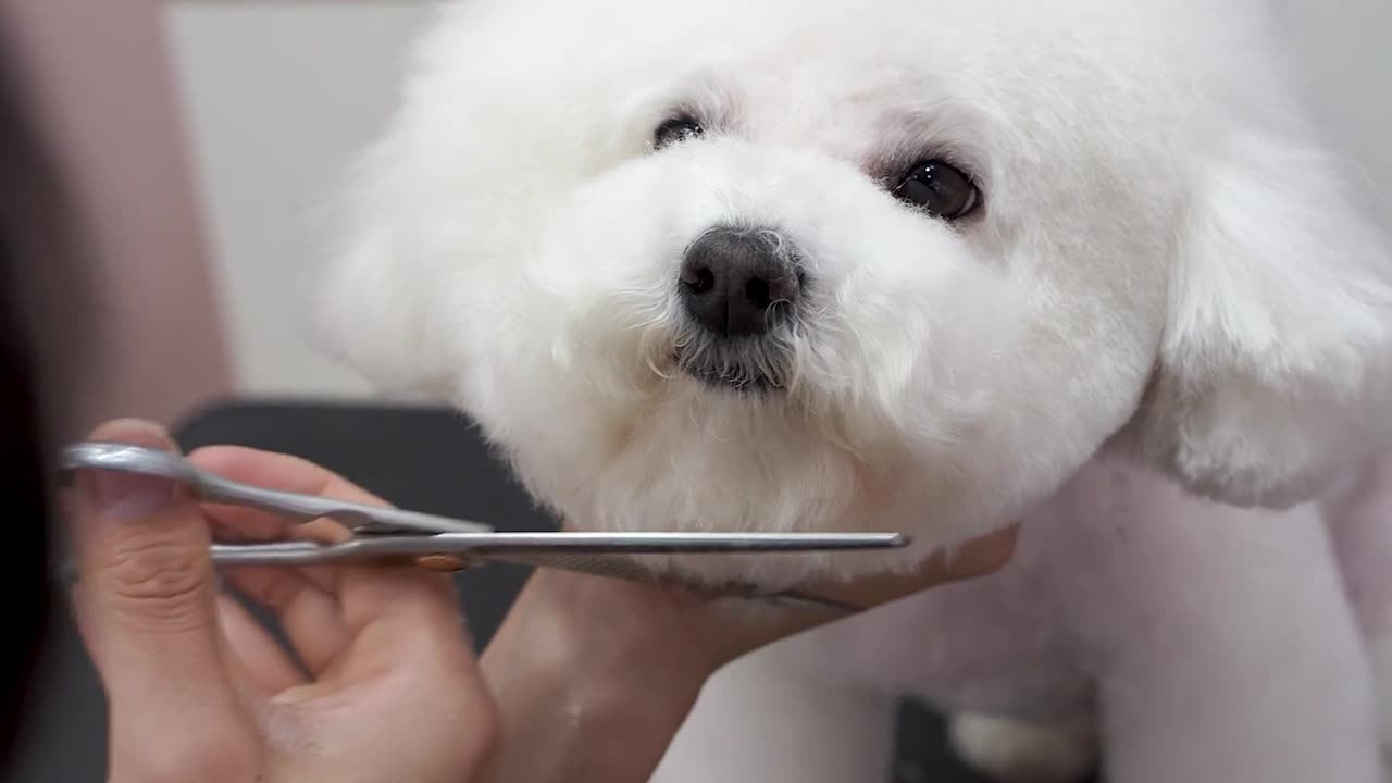 Little Dog Uniform Cute Hairstyle