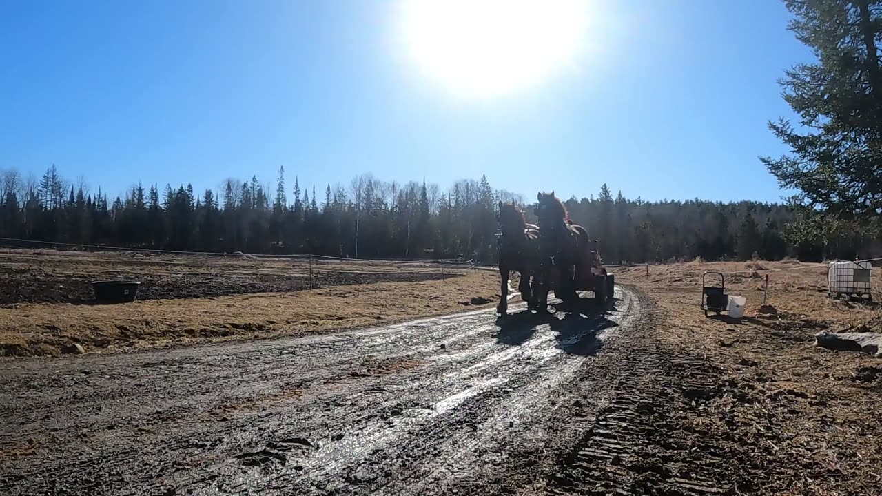 Will These 2 DRAFT HORSES Make A Good Team?? // Mable & Charlie Work Together For The First Time!